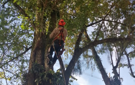 Servicios Ecoambientales U.R SAS